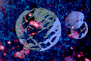 PyR Fest 2021 Competition #6